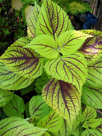 Bild på Palettblad Coleus D12 X 8 Gays Delight Skalleberg