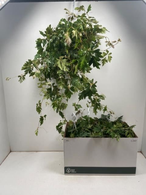 Bild på Cissus Rhombifolia ampel D17 X 3 Ellen Danica