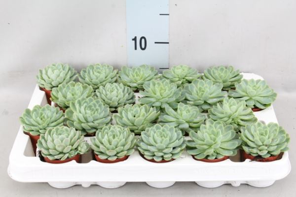 Bild på Echeveria XL D6 X 20 Elegans Mini