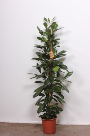 Bild på Ficus Cyathistipula D21 X 1