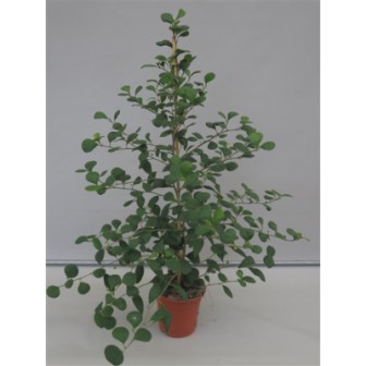 Bild på Ficus Deltoidea D17 X 6 Pillerficus