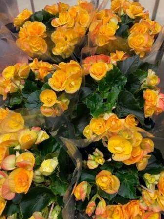 Bild på Begonia D12 X 6 Skalleberg Nyhet!