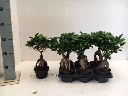 Bild på Ficus Microcarpa D14 X 6 Ginseng