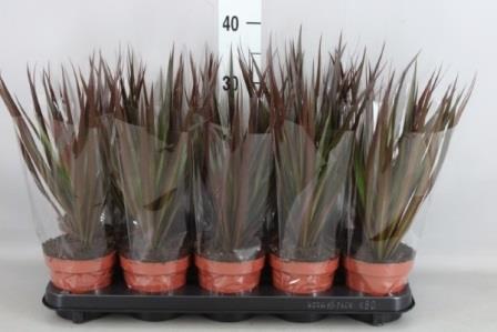 Bild på Dracena Magenta D12 X 10