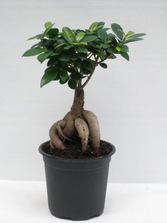 Bild på Ficus Microcarpa Ginseng D11 X 11