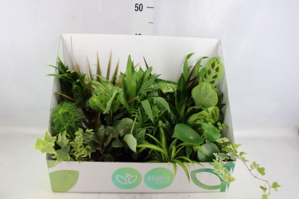 Bild på Gröna växter D8,5 X 24 Displaykartong