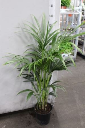 Bild på Howea Kentia Palm D24 X 2