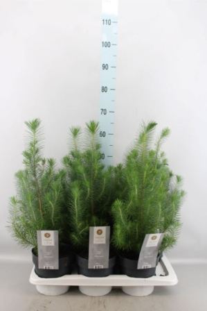 Bild på Pinus Pinea D17 X 6 Silver Crest
