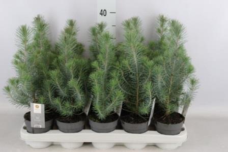 Bild på Pinus Pinea D10 X 15 Silver Crest