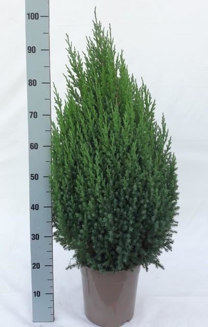 Bild på En Juniperus Stricta D24 X 2