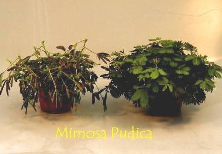 Bild på Mimosa Pudica D9 X 12