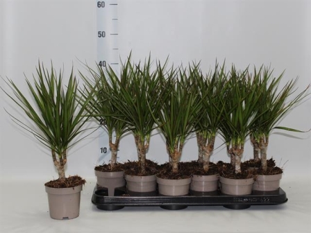 Bild på Dracena Marginata D11 X 9