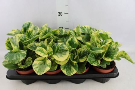 Bild på Peperomia D12 X 8 Variegata