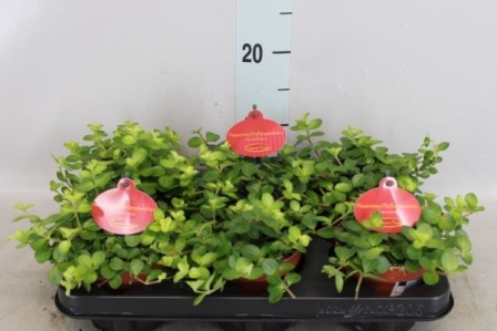 Bild på Peperomia Rotundifolia D11 X 6