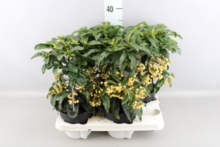 Bild på Ardisia D14 X 4