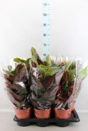 Bild på Kroton/Codiaeum D17 X 6 Excellent