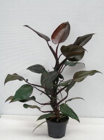 Bild på Philodendron New Red D13 X 8