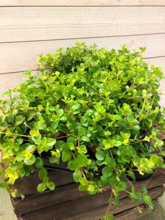 Bild på Peperomia Rotundifolia D12 X 8 Barkarö