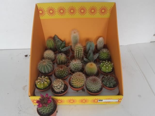 Bild på Cactus Mini D5,5 X 20 Dispalylåda