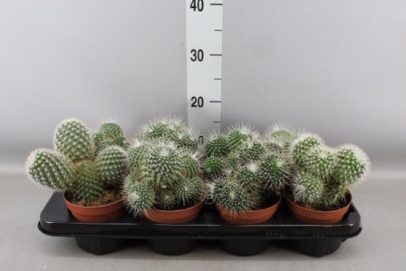 Bild på Cactus Mammillaria D12 X 8 Spinosissima