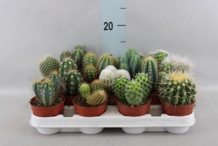 Bild på Cactus D8,5 X 18