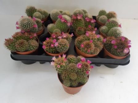 Bild på Cactus D8,5 X 12 Med blommor