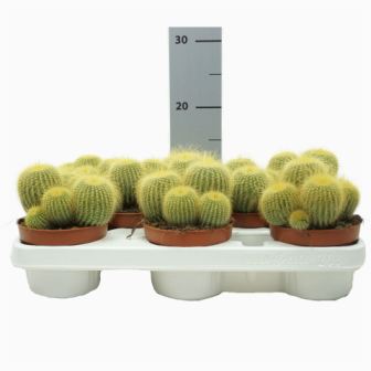Bild på Cactus Erio D10,5 X 8 Leninghausii