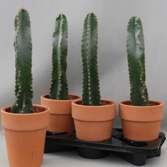 Bild på Cactus Cereus D18 X 3 Lerkruka