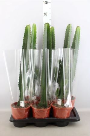 Bild på Euphorbia Acrurensis D17 X 6 Cactus