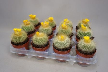 Bild på Cactus/Parodia Haselbergi D8,5 X 12 med blom