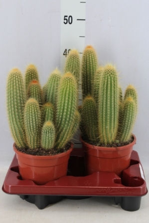 Bild på Cactus D17 X 2 Espostoa Guentheri