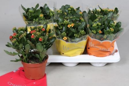 Bild på Kalanchoe Elseflowers D15 X 6 Tiger