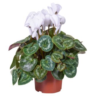 Bild på Cyclamen D12 X 8 Barkarö
