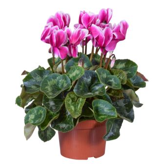 Bild på Cyclamen D12 X 8 Barkarö