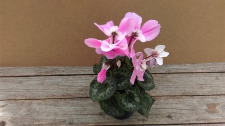 Bild på Cyclamen Vouge D12 X 6 Skalleberg