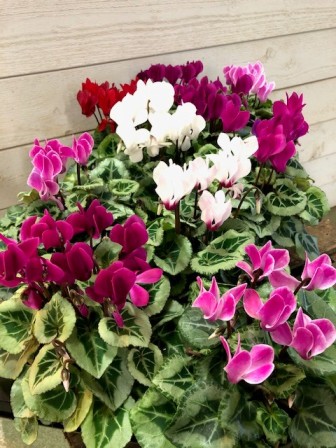 Bild på Cyclamen Mini D10 X 10 Skalleberg