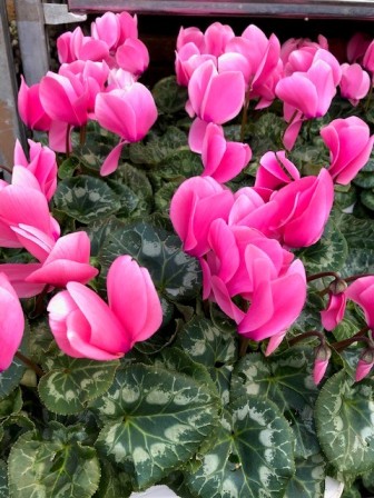 Bild på Cyclamen D12 X 6 Skalleberg