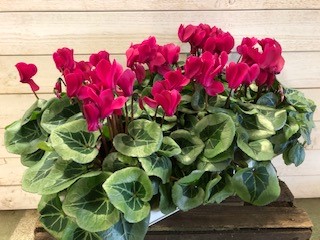 Bild på Cyclamen D12 X 6 Skalleberg