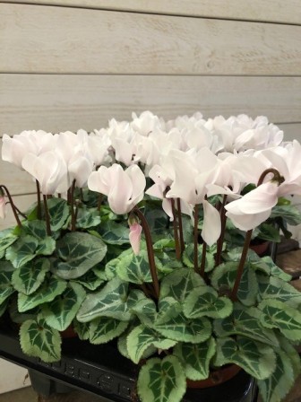 Bild på Cyclamen Mini D10 X 10 Skalleberg