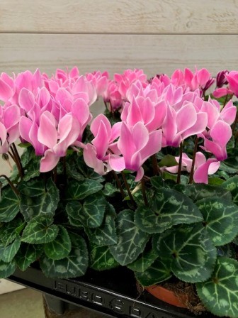 Bild på Cyclamen Mini D10 X 10 Skalleberg