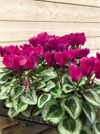 Bild på Cyclamen Mini D10 X 10 Skalleberg