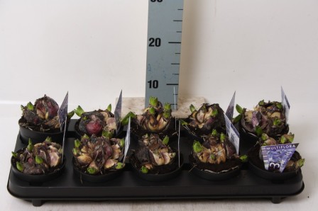 Bild på Hyacint Multiflora D10 X 10