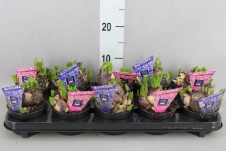 Bild på Hyacint Multiflora D10 X 10