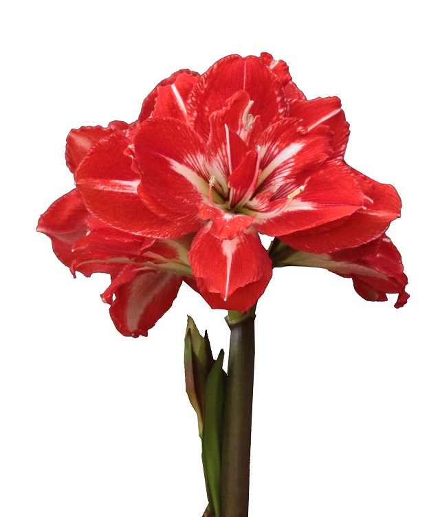 Bild på Amaryllis Jumbo 30/32 D14 X 6 Alverbäck Rock N´rol