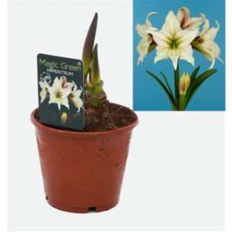 Bild på Amaryllis Exklusiv D14 X 7 Magic Green