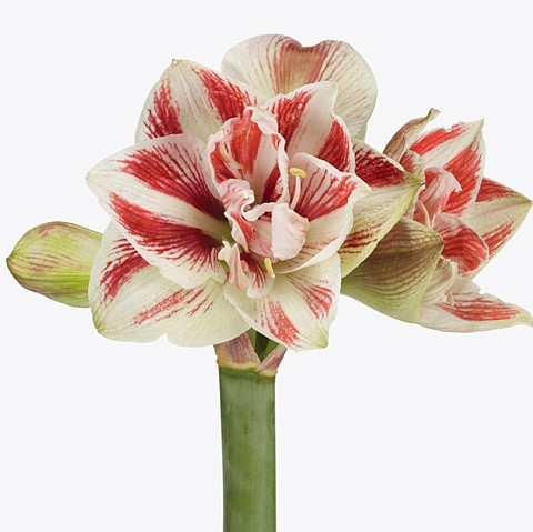 Bild på Amaryllis Jumbo 34/36 D14 X 8 Bright Nymph Skalleb