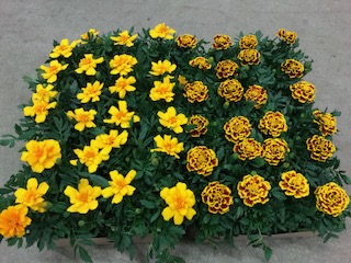 Bild på Tagetes D9 X 24 Solgården