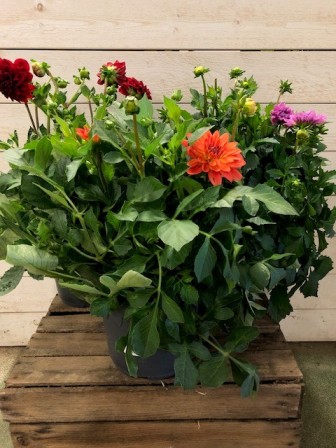 Bild på Dahlia Hybrid D21 X 4