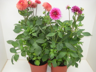 Bild på Dahlia Hybrid D21 X 2 Dalina Maxi