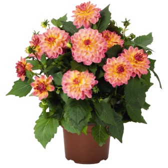 Bild på Dahlia D17 X 6